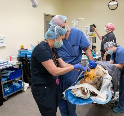 Ella the pig on the operating table