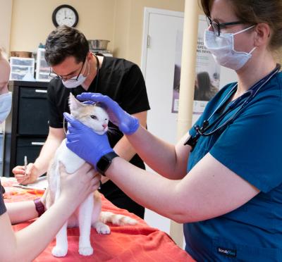 Students examen feline