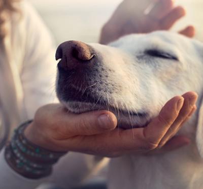 White puppy being petted