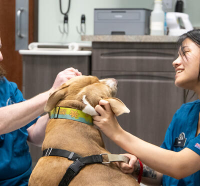Veterinarian and technician examine a dog.