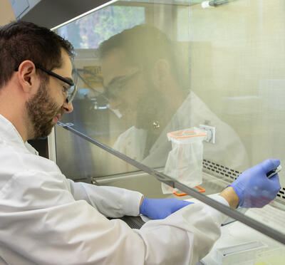Microbiologist processes samples under a laboratory hood.