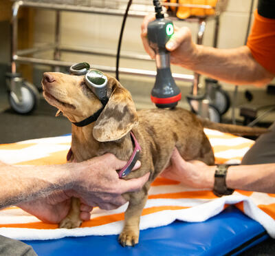 Dachshund wearing safety goggles gets laser therapy from rehab specialist.