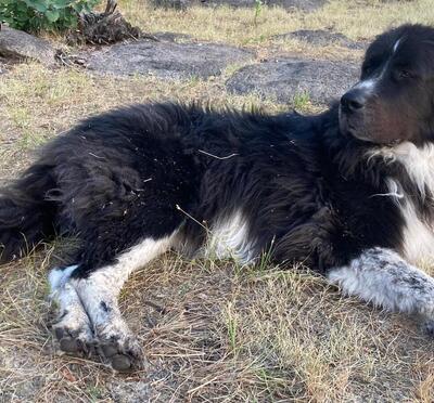 Black and white dog lies on grass.