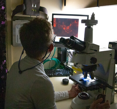 Wendy Black looks at slides on a microscope in the diagnostic lab.  