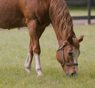 Horse grazes in field. 