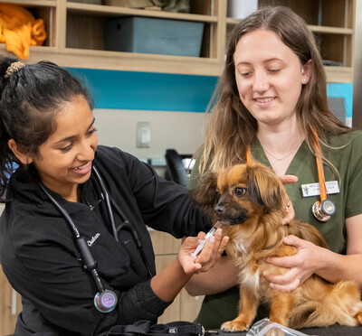 Dr. Chalam and veterinary student give dog a shot in vet hospital.