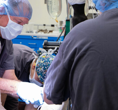 Dr. Huber performs surgery on a horse. 