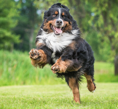 Happy bernese mountain dog running in a yard.