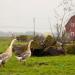 three geese walk across a grassy field in front of a red barn.