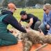 Veterinarian and vet students shear an alpaca.