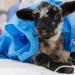 Lamb sits on surgical table prior to procedure