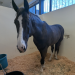 Horse stands in hospital stall.