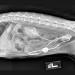 x-ray of feline midsection