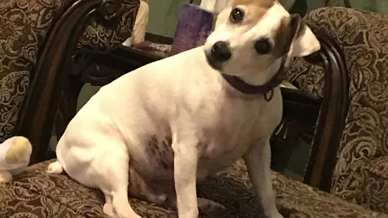 Jack Russel Terrier with brown ears sitting with head tilted on brown chair