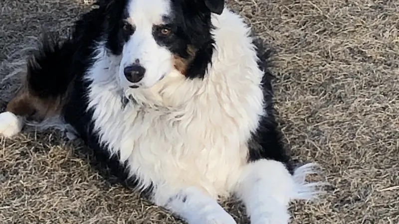 Black and white dog lying on ground.