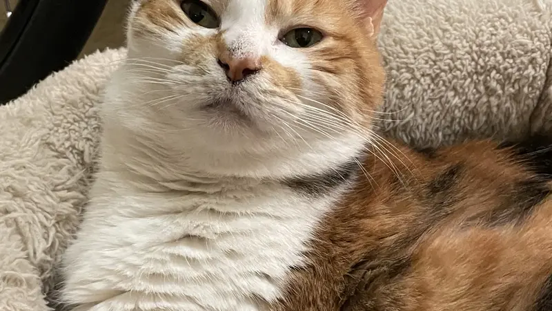 Brown and white cat sitting in a dog bed on the floor