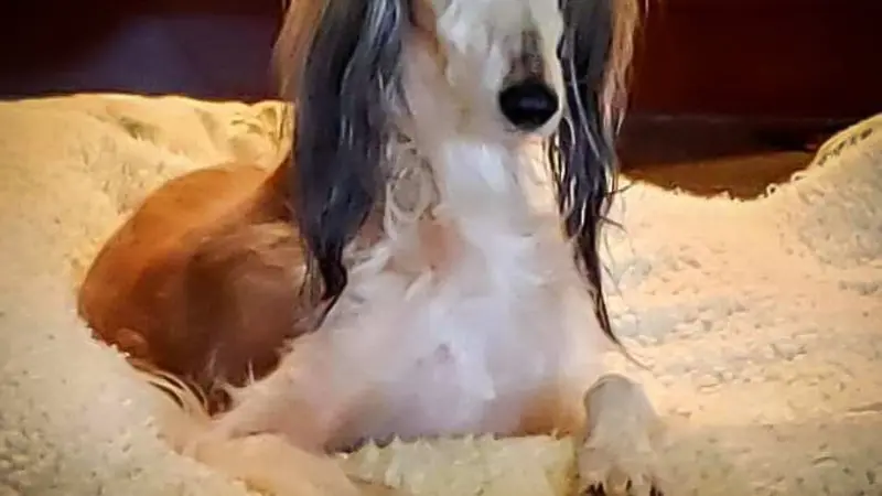 Light brown and white dog with long ears laying on a blanket