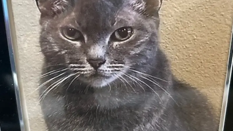 Small dark gray cat
