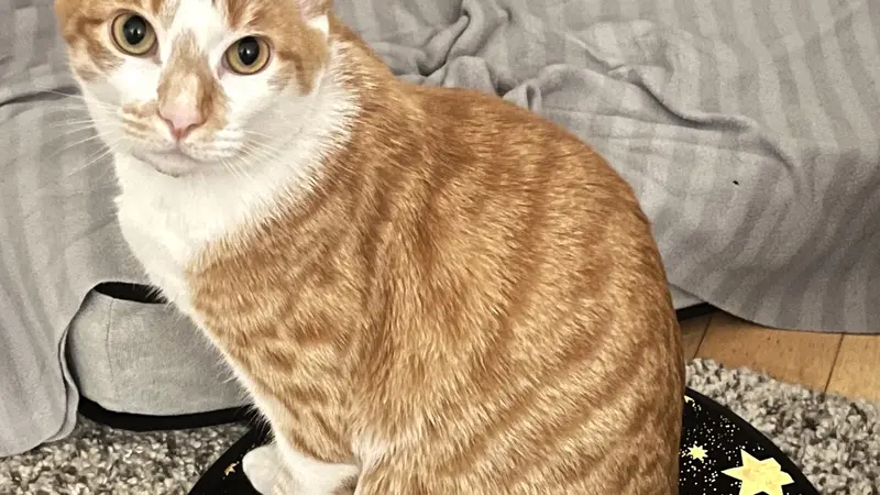 Orange cat with dark orange stripes sitting on a matt on the carpet