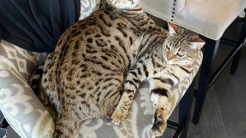 Light brown cat with dark brown spots and stripes laying on a chair 