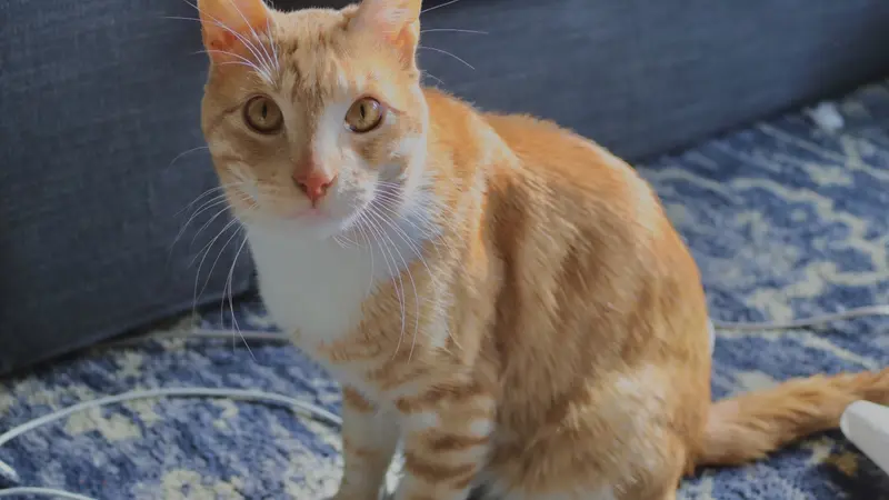 Orange cat with white chest