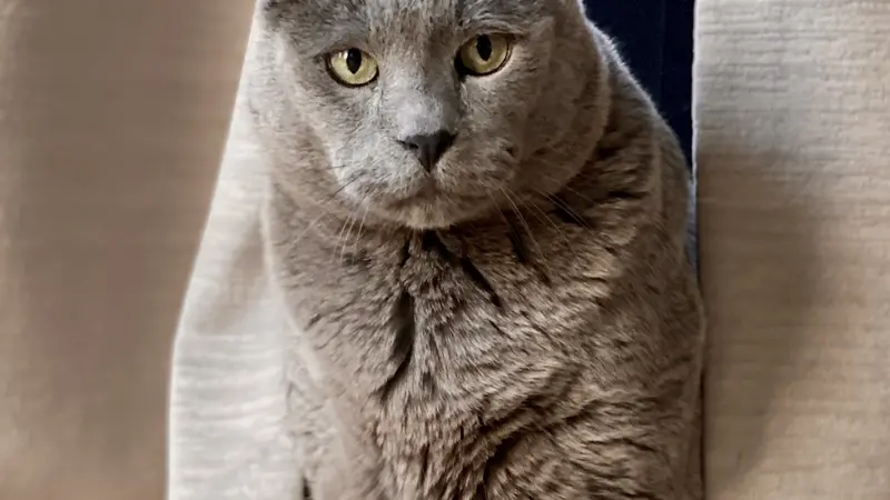 Grey cat sitting on the floor in front of curtains