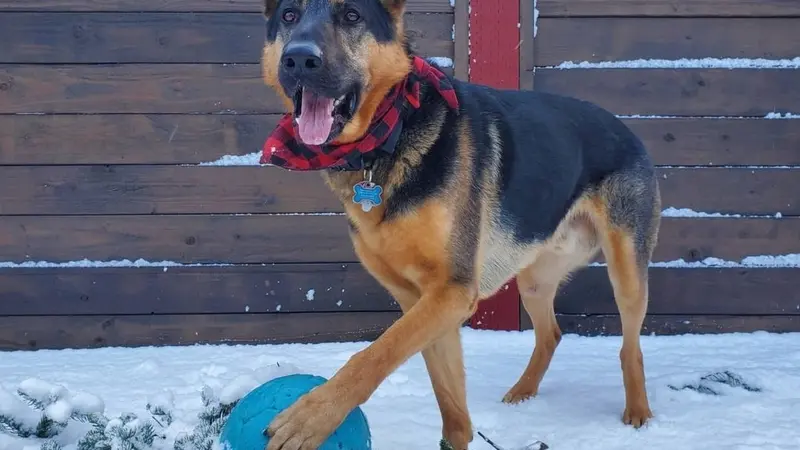 big dog with blue ball