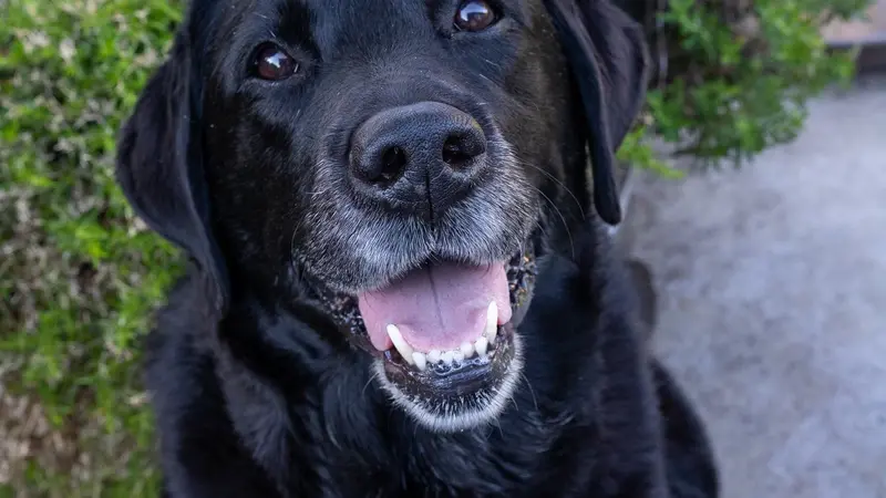 Black dog sitting in front of a flower patch outside