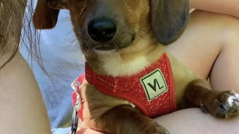 Small brown dog wearing a red harness 