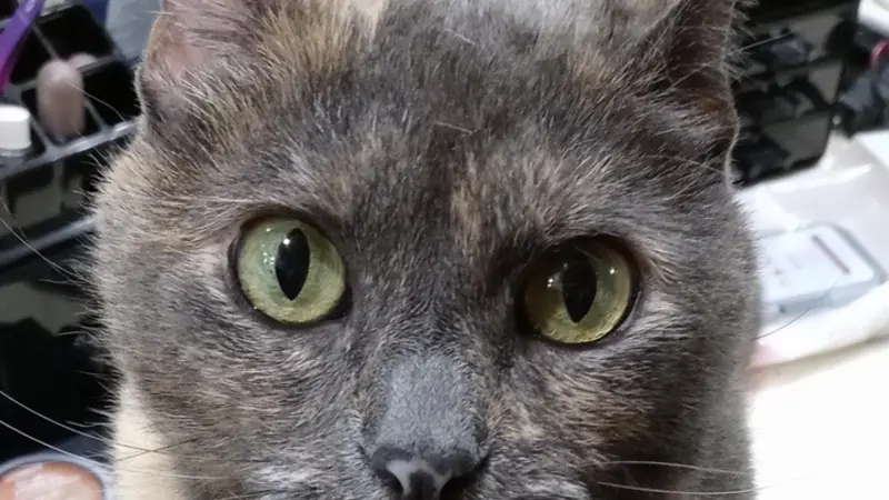 Dark grey cat sitting on a table with their tongue sticking out