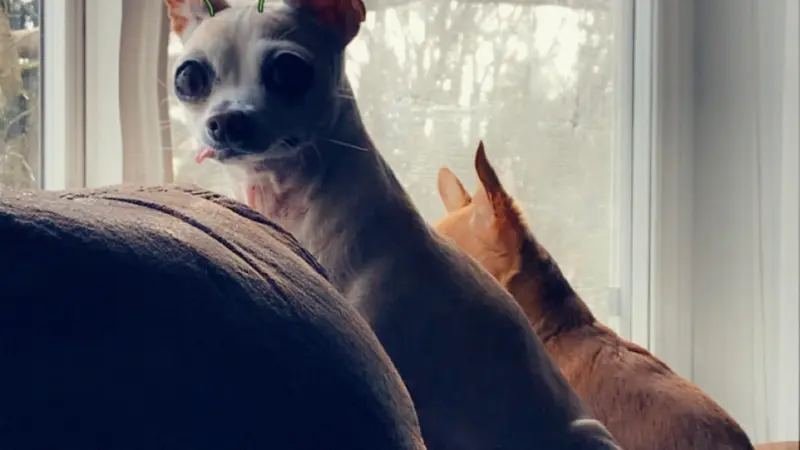 small dog with a filter