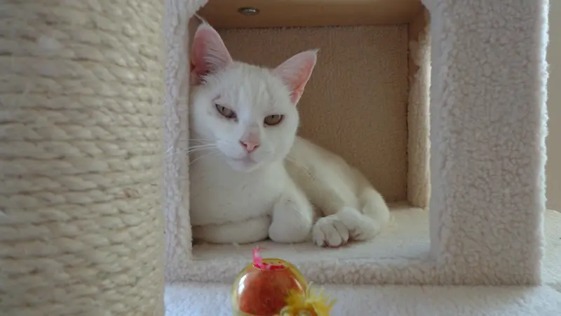 White cat laying down inside a cat play structure