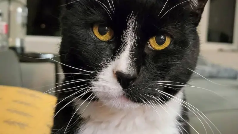 Black and white cat staring at the camera