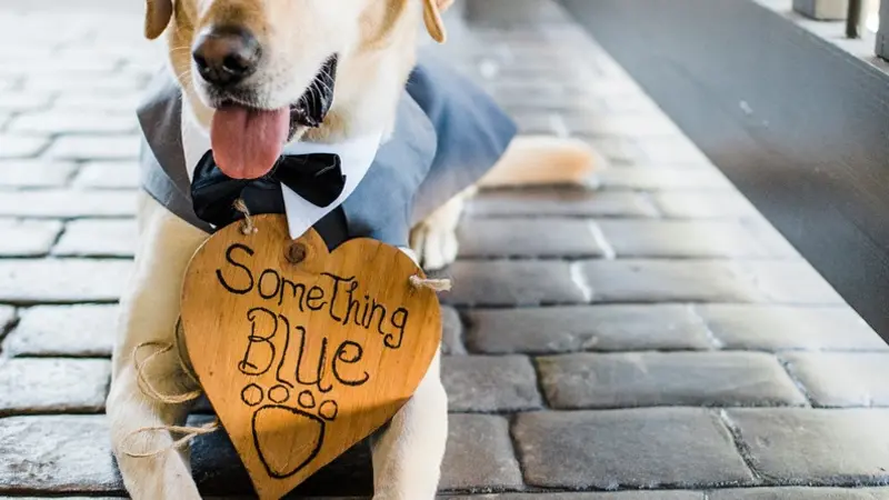 Golden brown dog laying down on a brick patio outside with a "Something Blue" sign attached to their collar
