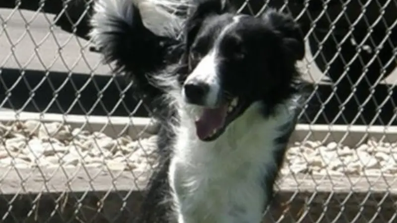 Black and white dog Bode