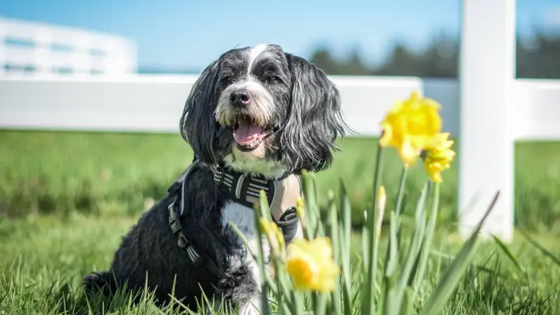 Small black and white dog laying out in the sunshine in the grass with some yellow flowers