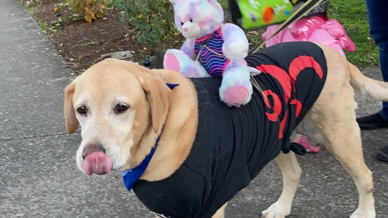 Medium dog with light brown fur wearing a black wrap with a teddy bear sitting on its back