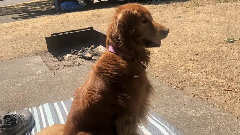 Dark brown dog sitting on a striped rug outside