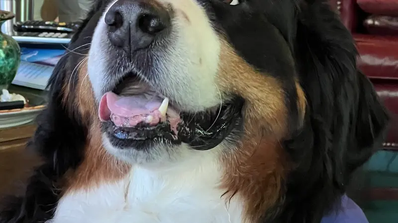 Brown, black, and white dog 