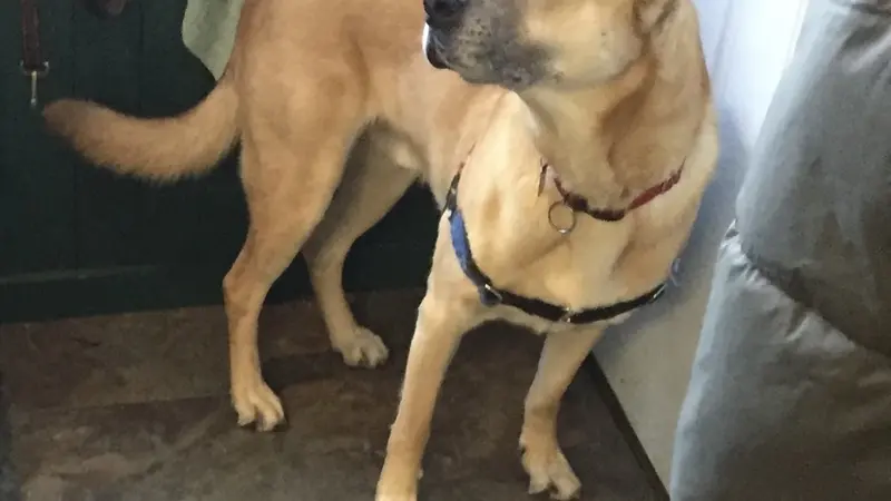 Light brown dog standing near the door and waiting for go for a walk