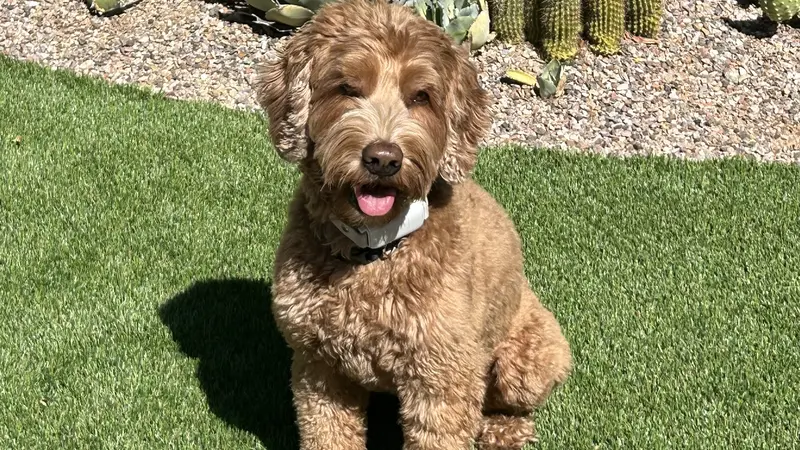 Fluffy brown dog sitting in the grass in the sun next to some cacti