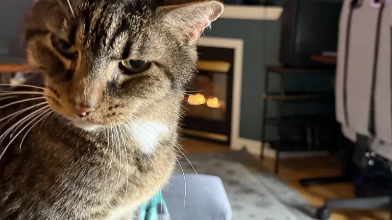Black and brown cat sitting on the couch and staring at the camera