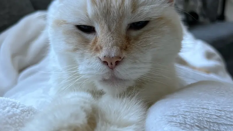 Light haired cat sitting on a white blanket