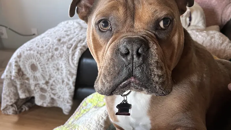 Light brown dog sitting on the couch