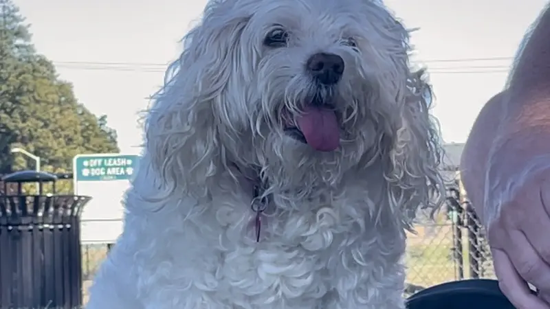 Small, white, curly haired dog sitting outside on the grass