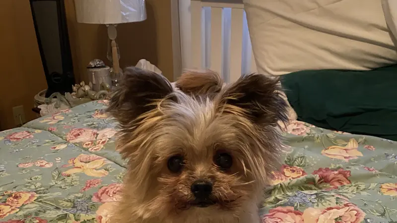 Small fluffy dog sitting on a flower patterned bed