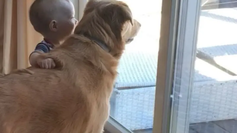 Light brown dog looking out a glass door next to a toddler