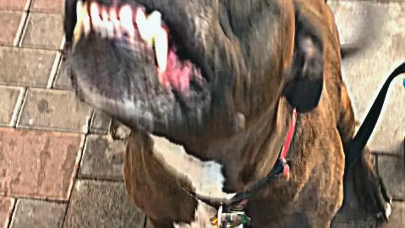 Dark brown dog sitting outside 