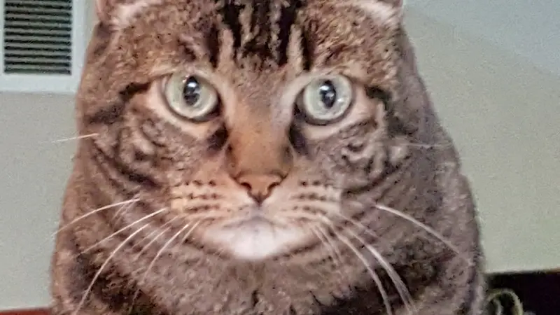 Striped light and dark brown cat staring into camera