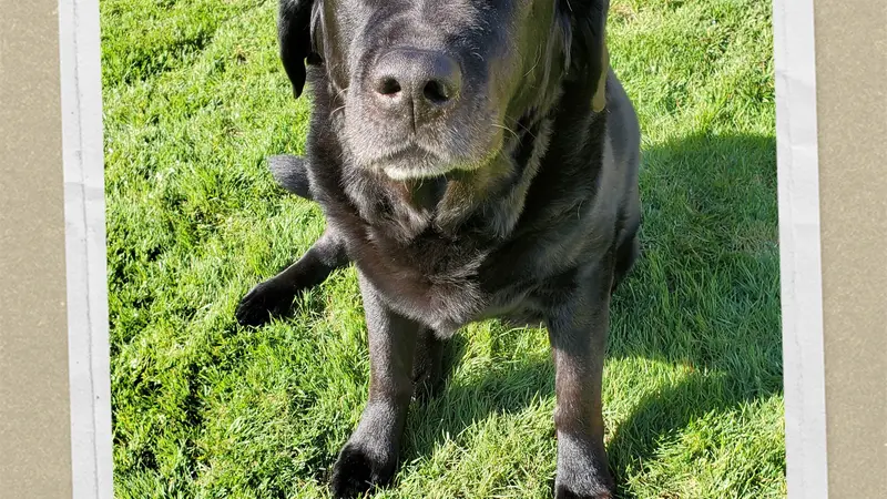 Black dog sitting out on the grass in the sun